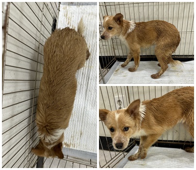 논산시 동물보호센터_444454202501067